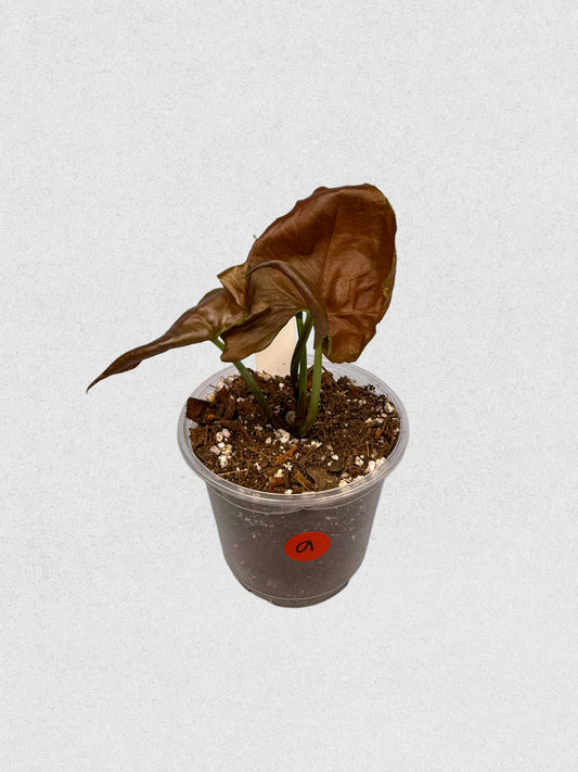 Maria Illusion Syngonium - A