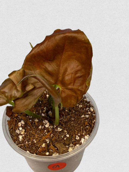 Maria Illusion Syngonium - A