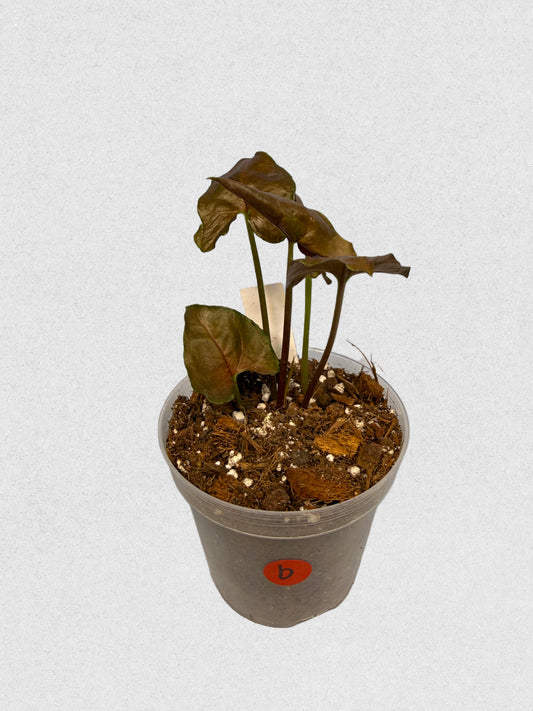 Maria Illusion Syngonium - B