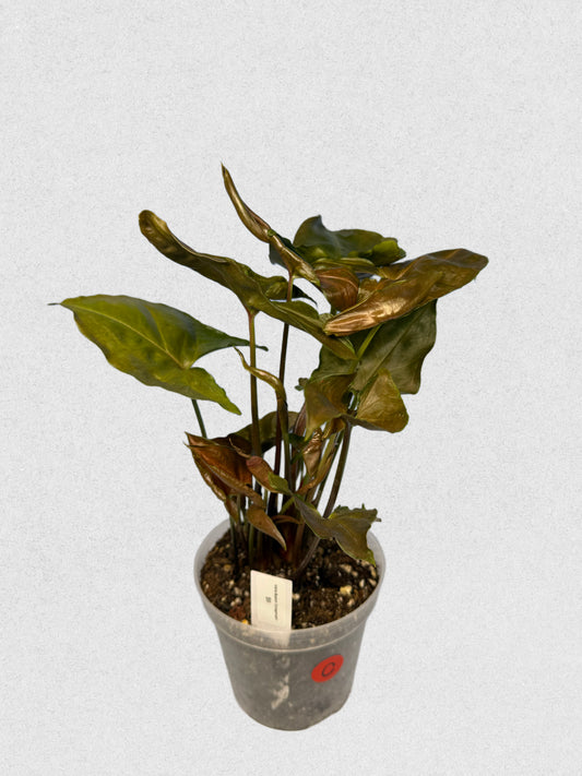 Maria Illusion Syngonium - C