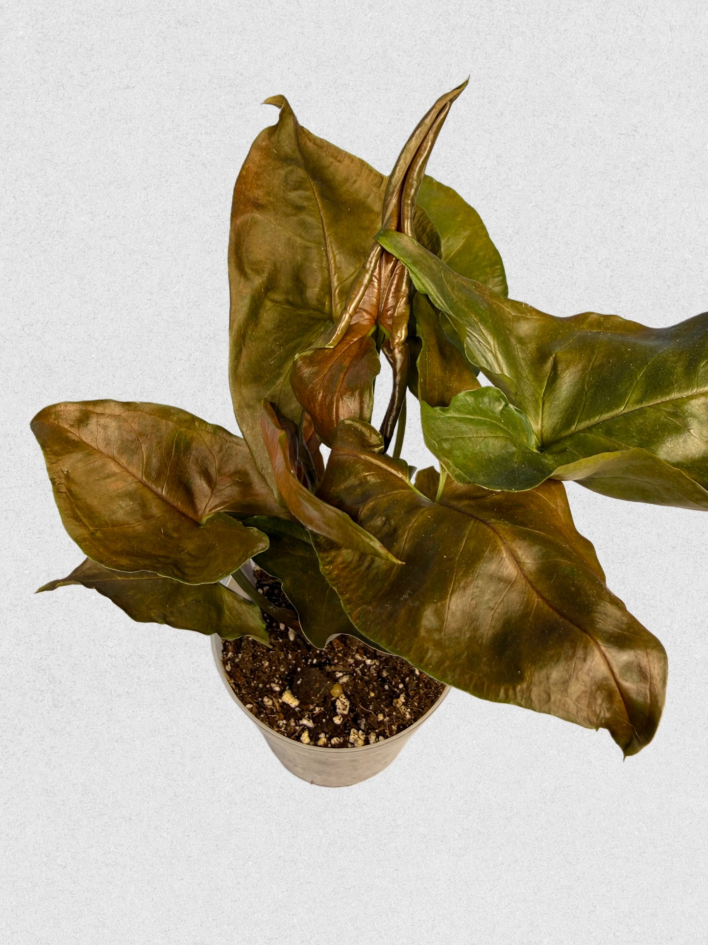 Maria Illusion Syngonium - C