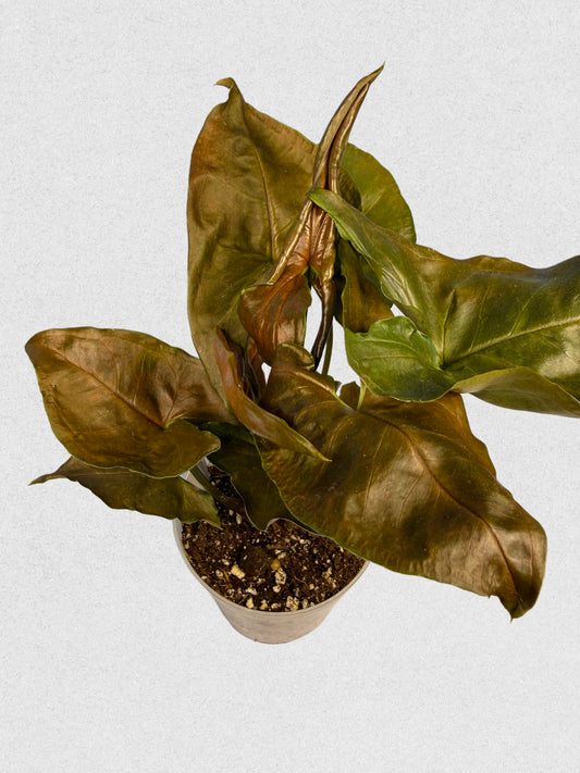 Maria Illusion Syngonium - C