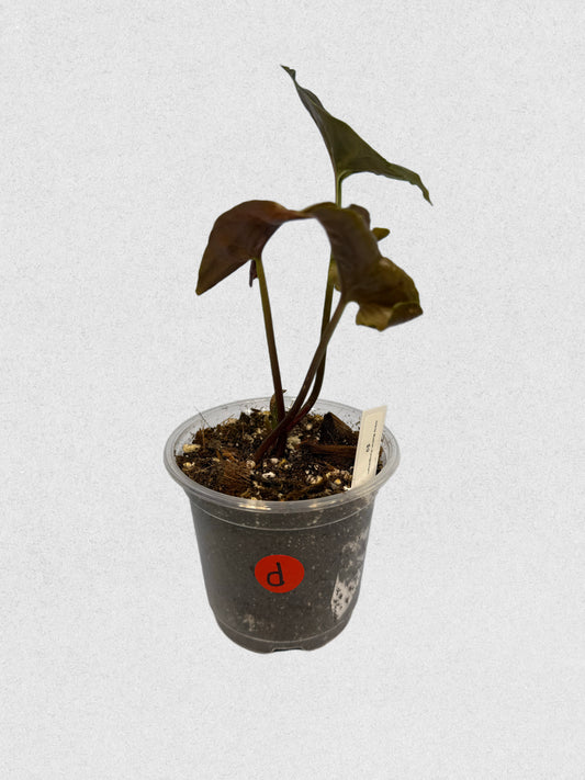 Maria Illusion Syngonium - D
