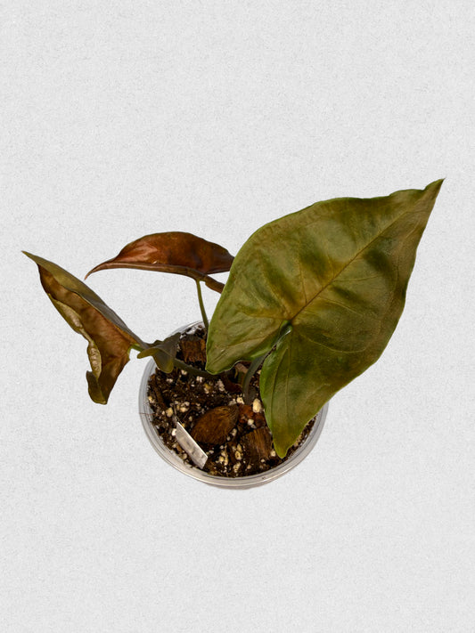 Maria Illusion Syngonium - D
