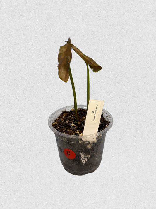 Maria Illusion Syngonium - F