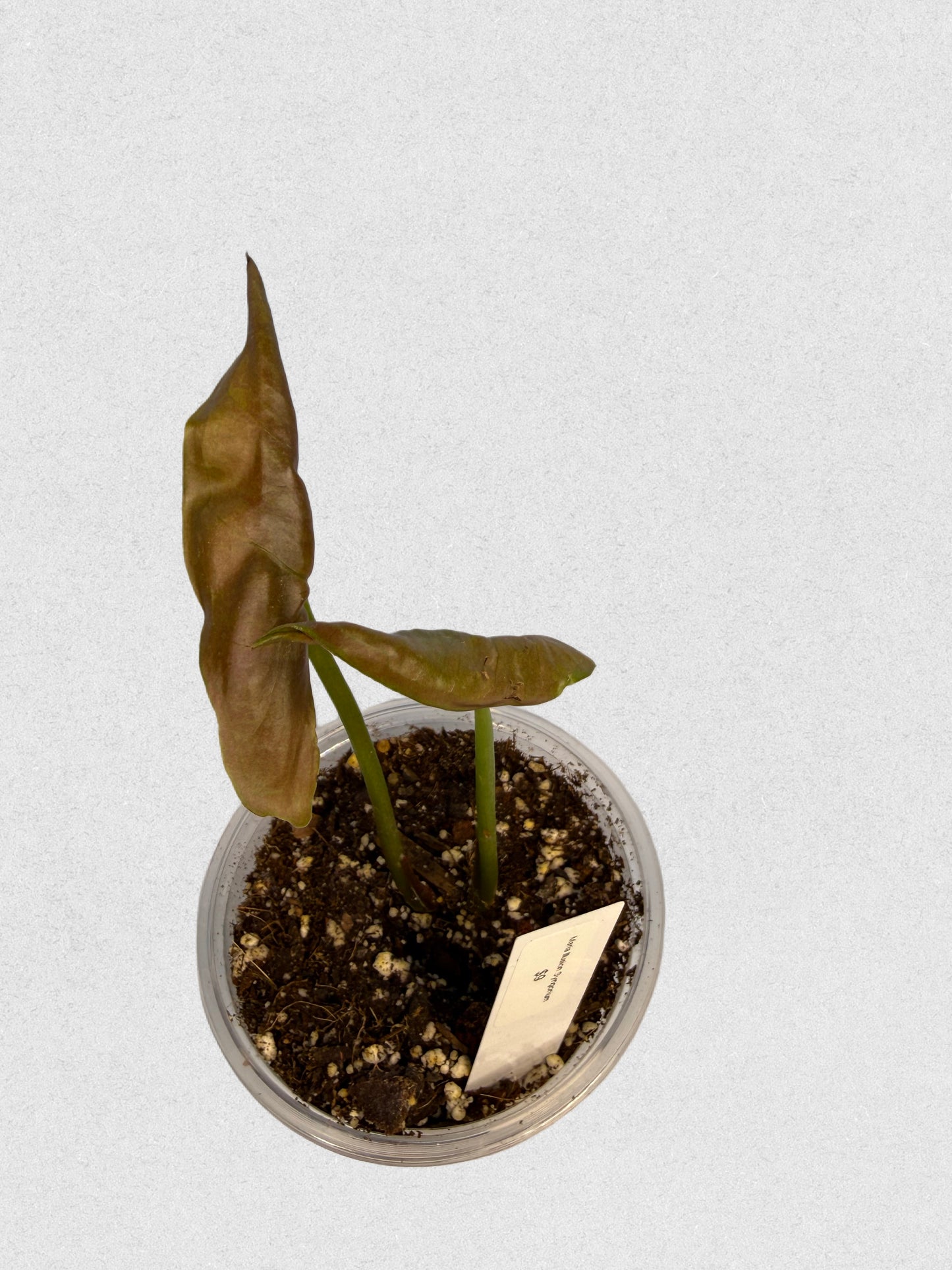 Maria Illusion Syngonium - F
