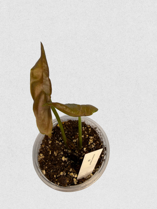 Maria Illusion Syngonium - F