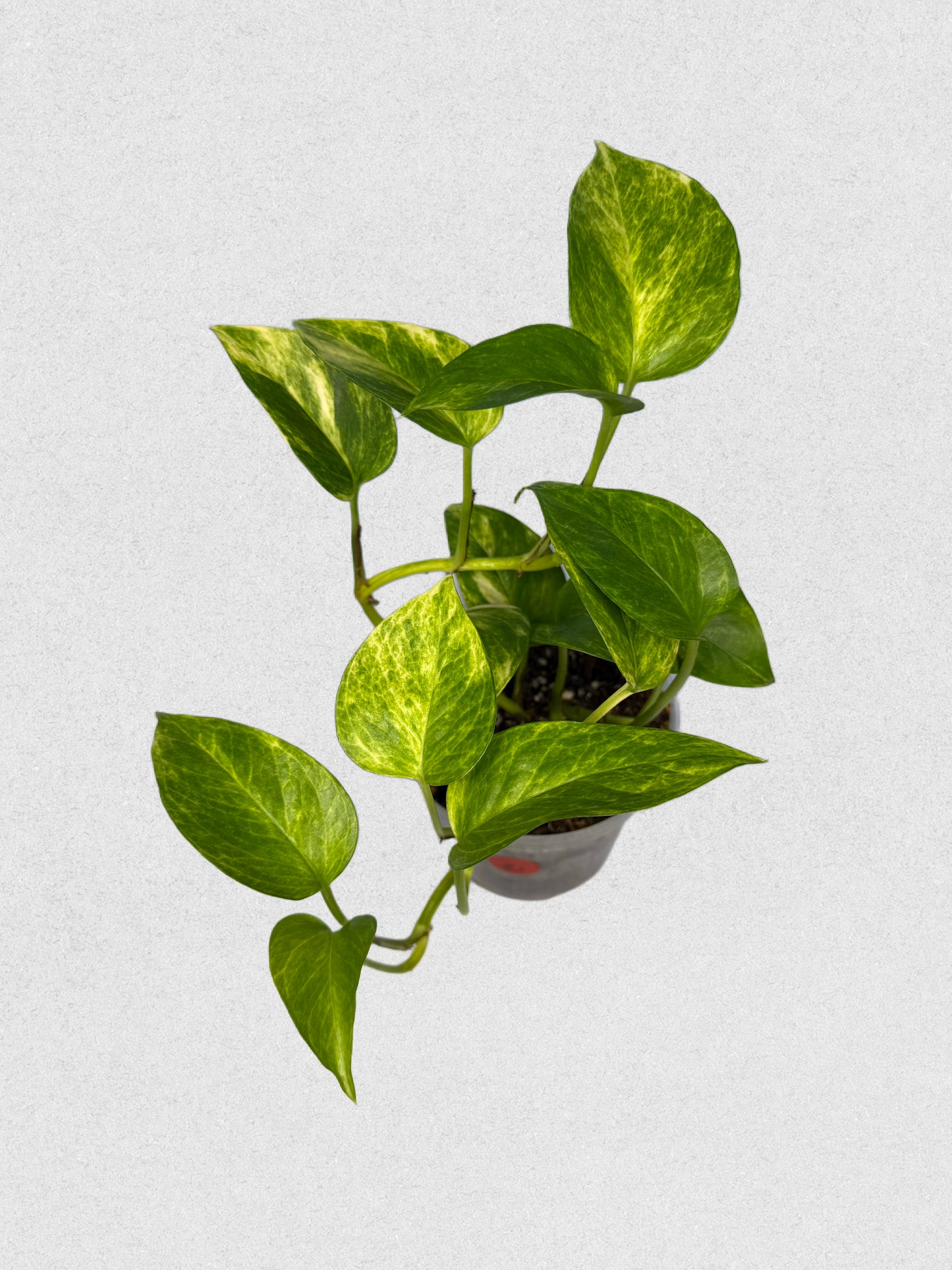 Neon Queen Pothos - E