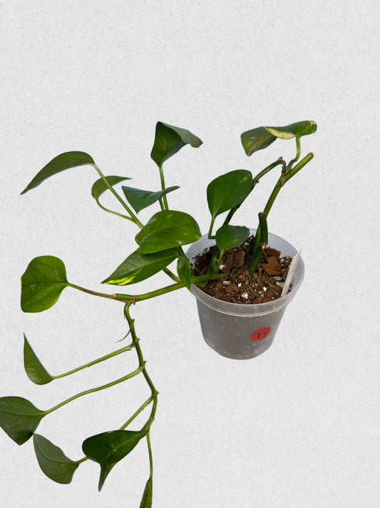 Neon Queen Pothos - H