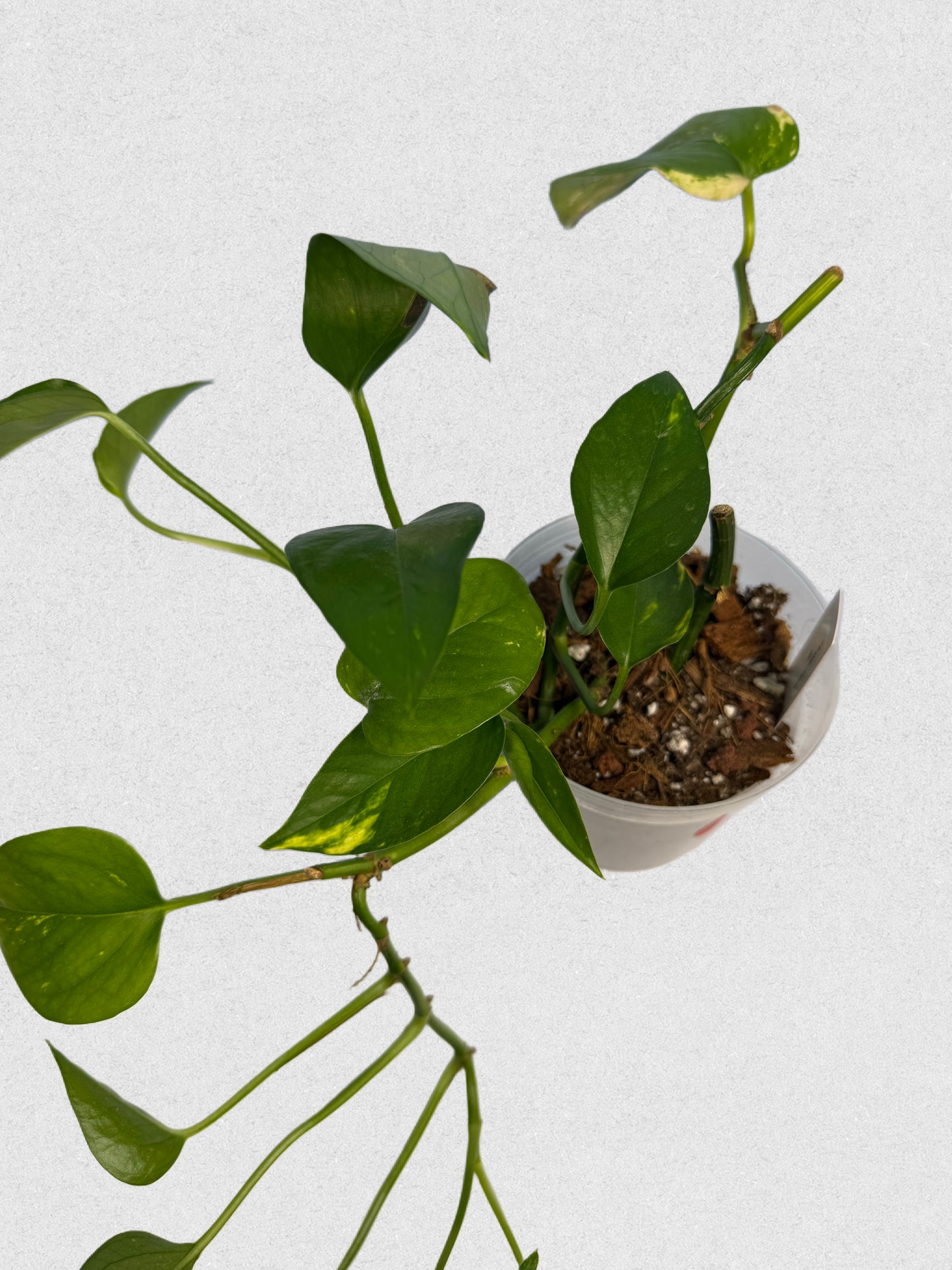 Neon Queen Pothos - H