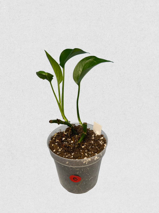 Jade Pothos - E