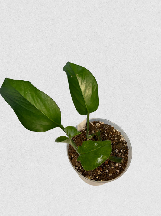 Jade Pothos - E