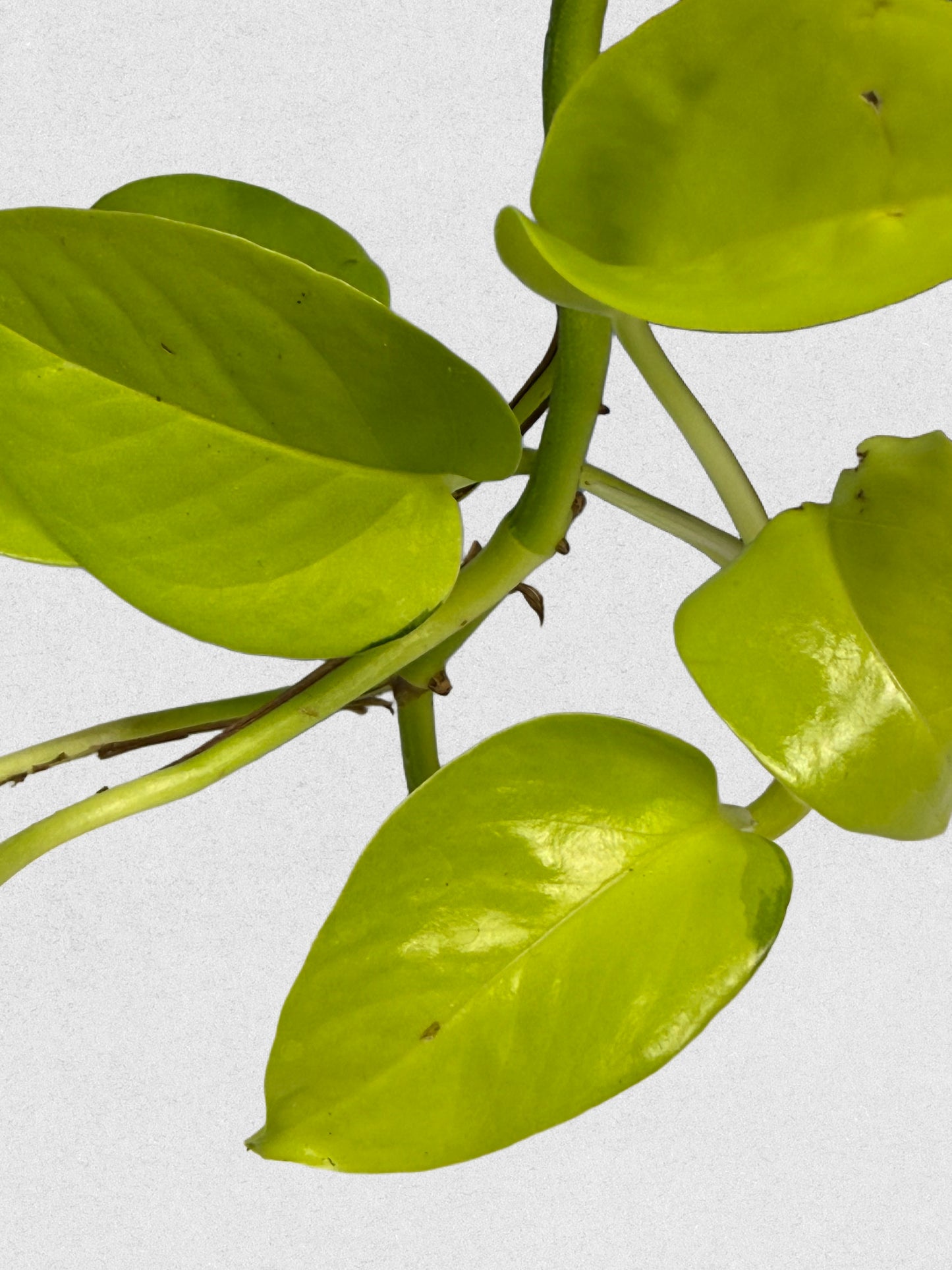 Sport Variegated Neon Pothos - C