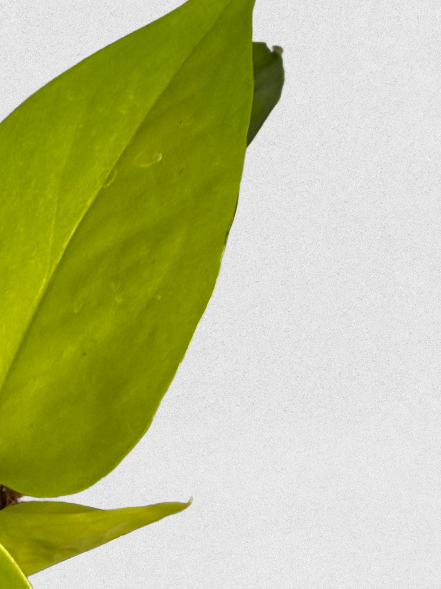 Sport Variegated Neon Pothos - D