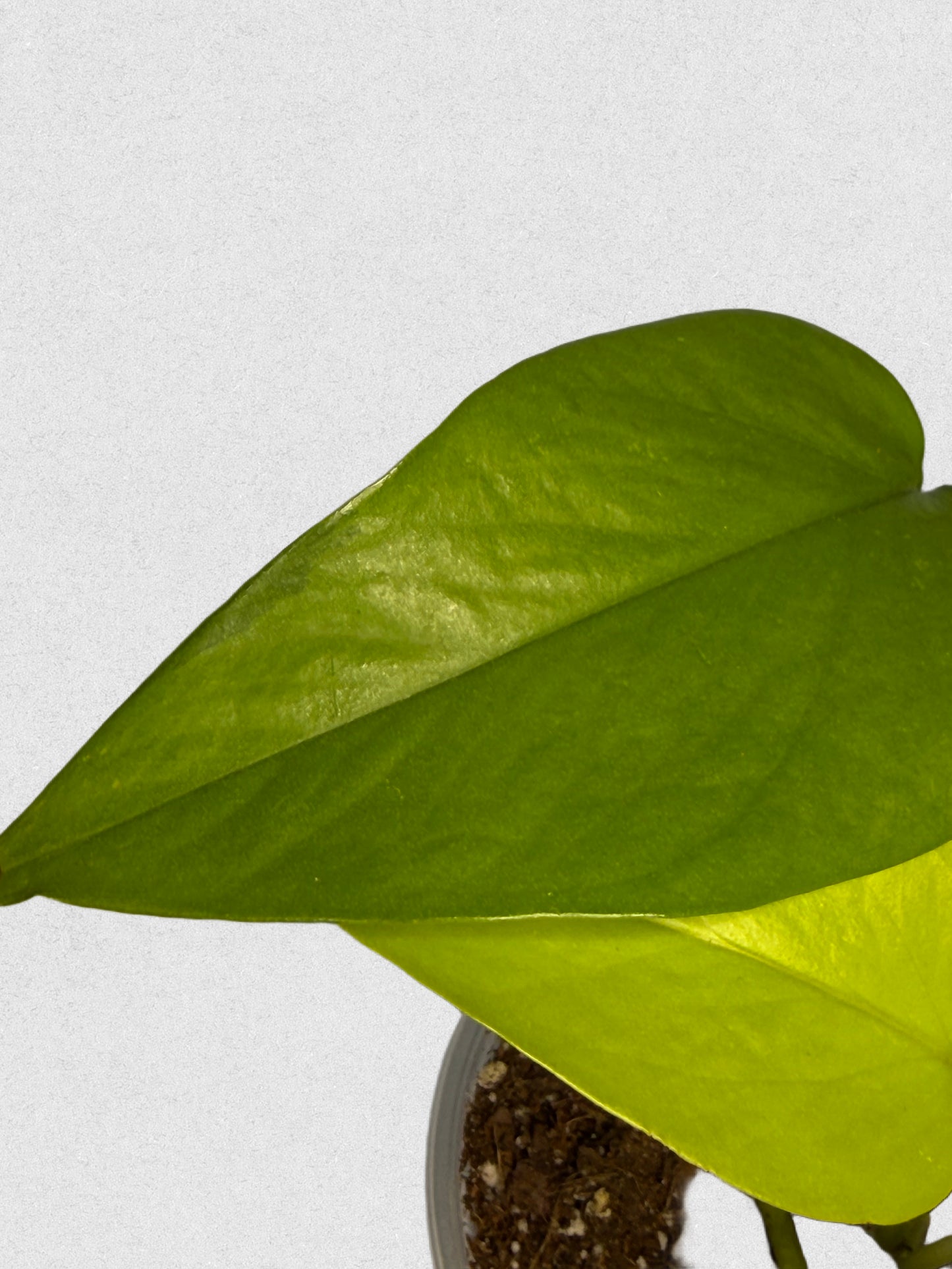 Sport Variegated Neon Pothos - D