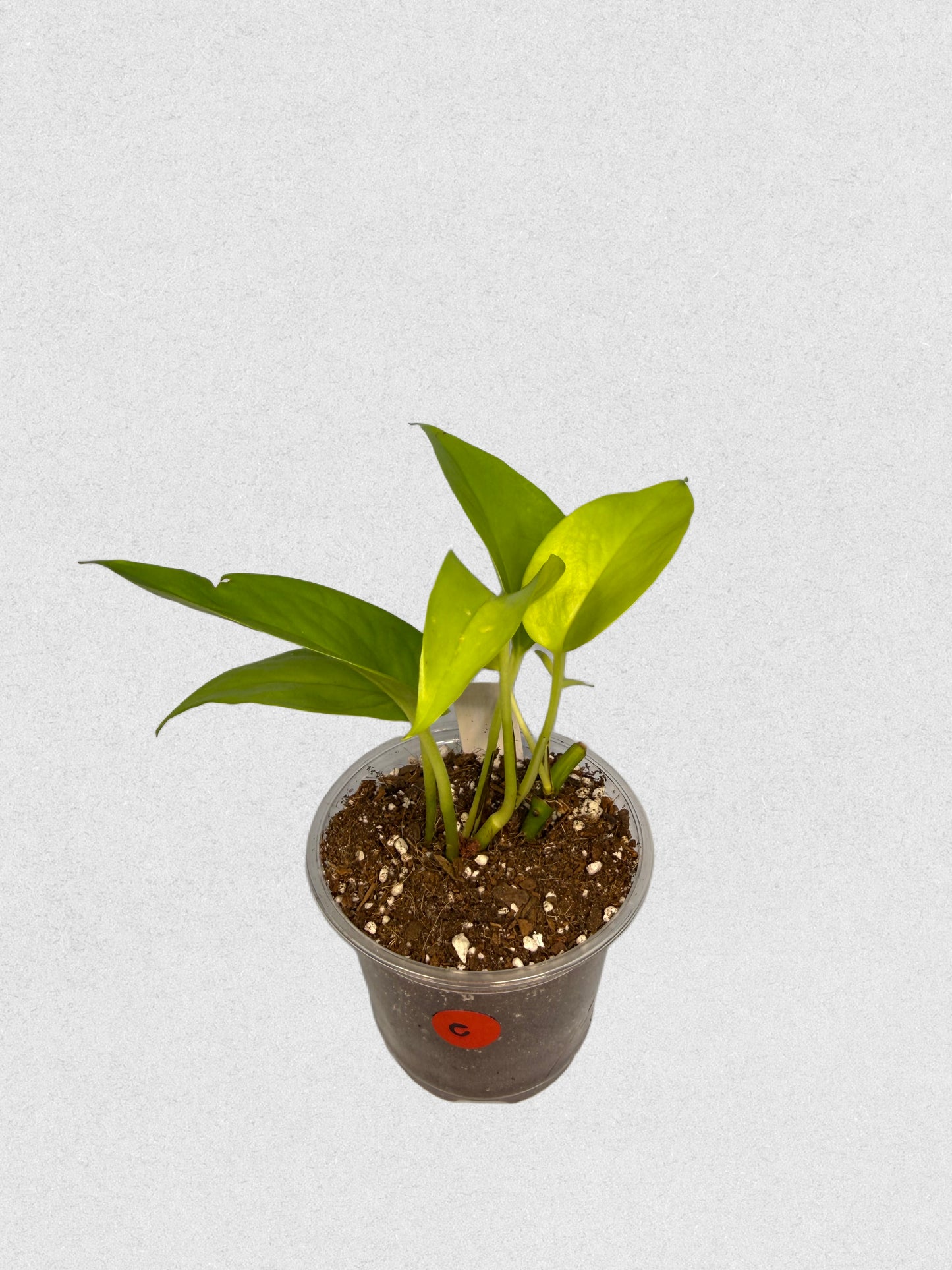 Sport Variegated Neon Pothos - E