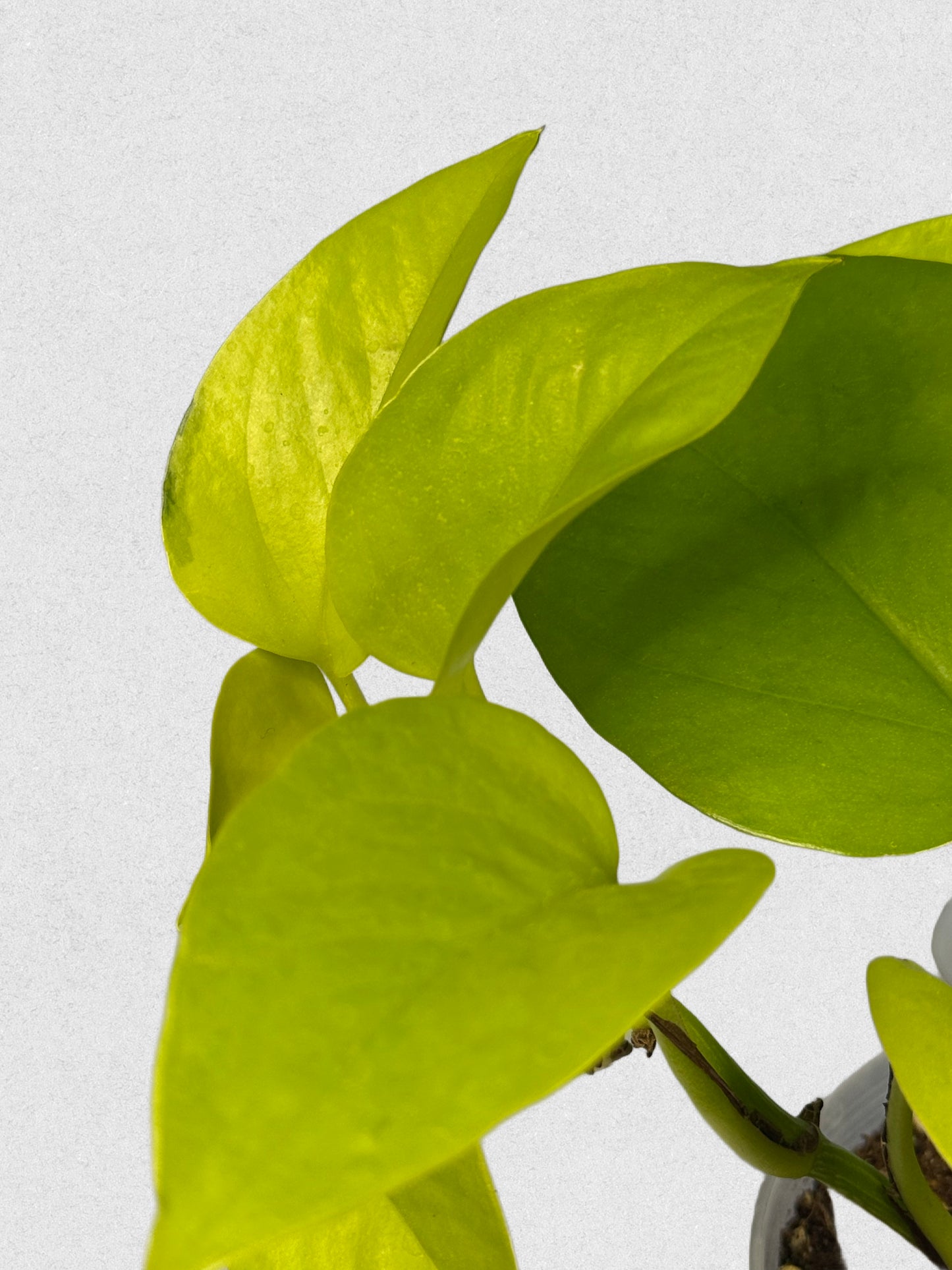 Sport Variegated Neon Pothos - G