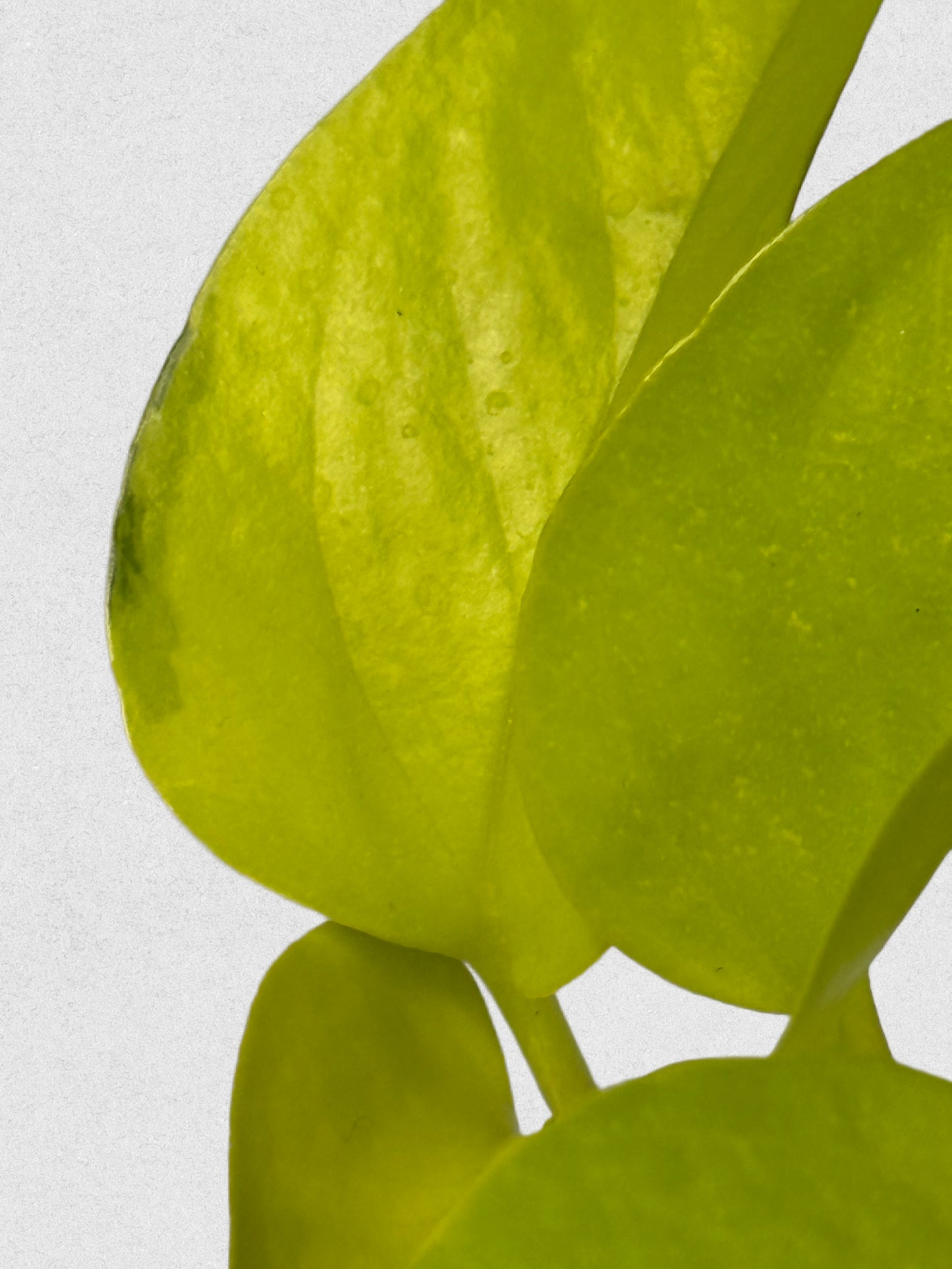 Sport Variegated Neon Pothos - G