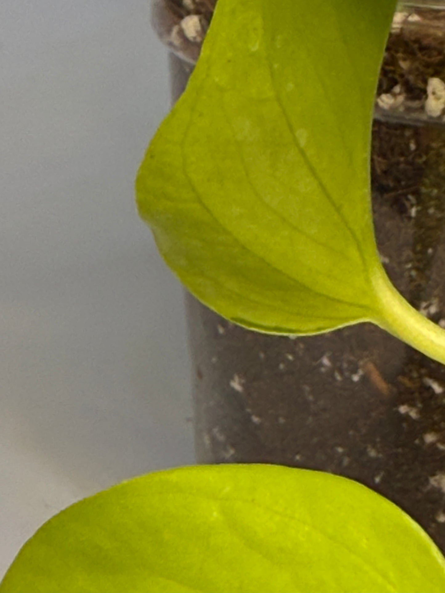 Sport Variegated Neon Pothos - H