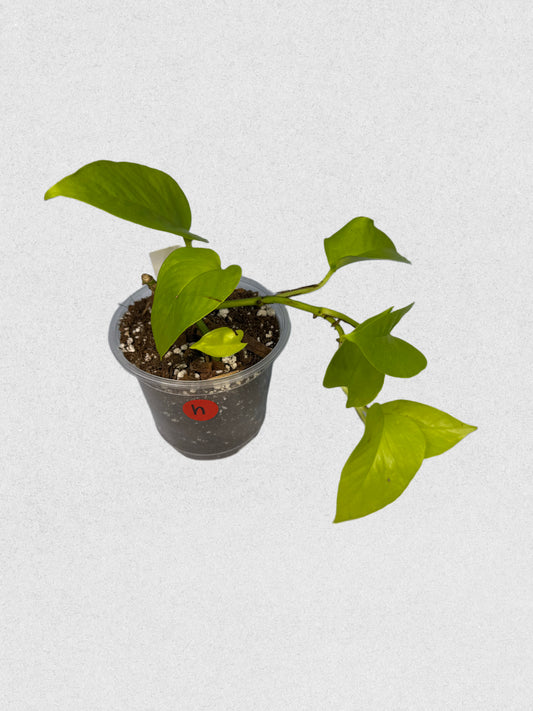 Sport Variegated Neon Pothos - H