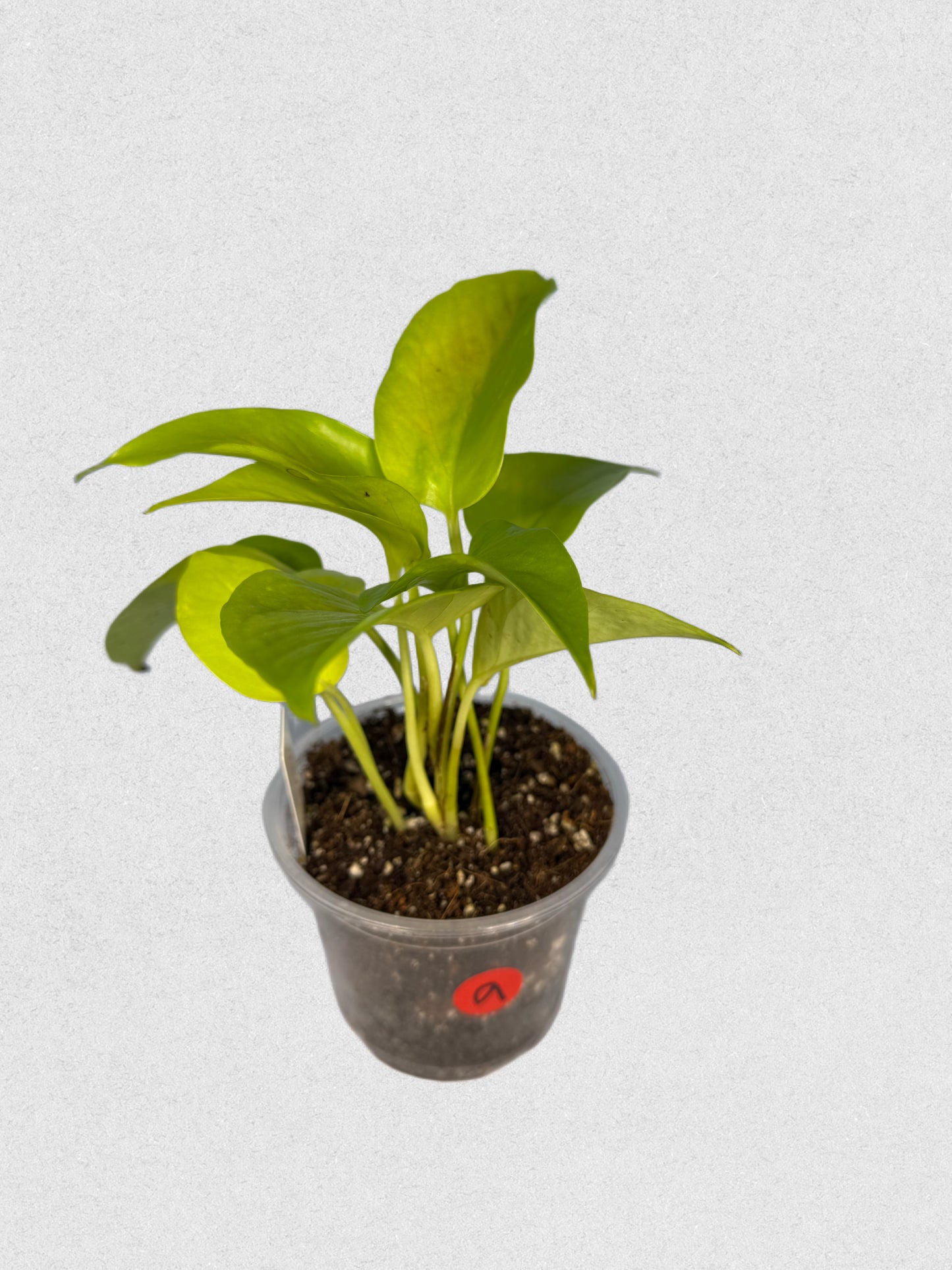 Neon Pothos - A