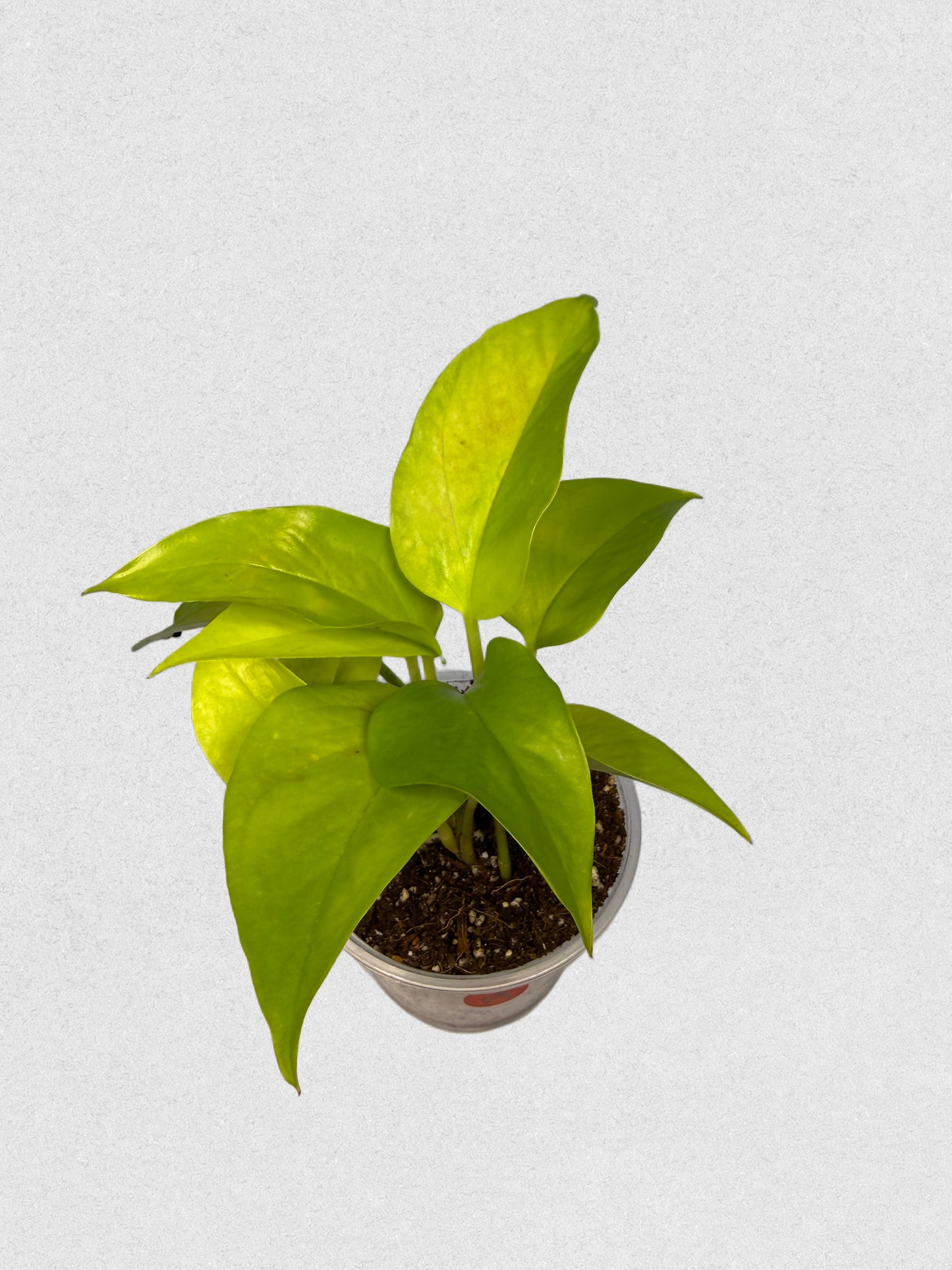 Neon Pothos - A