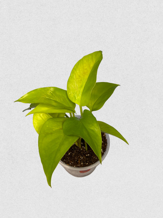 Neon Pothos - Bright Lime Green Trailing Plant