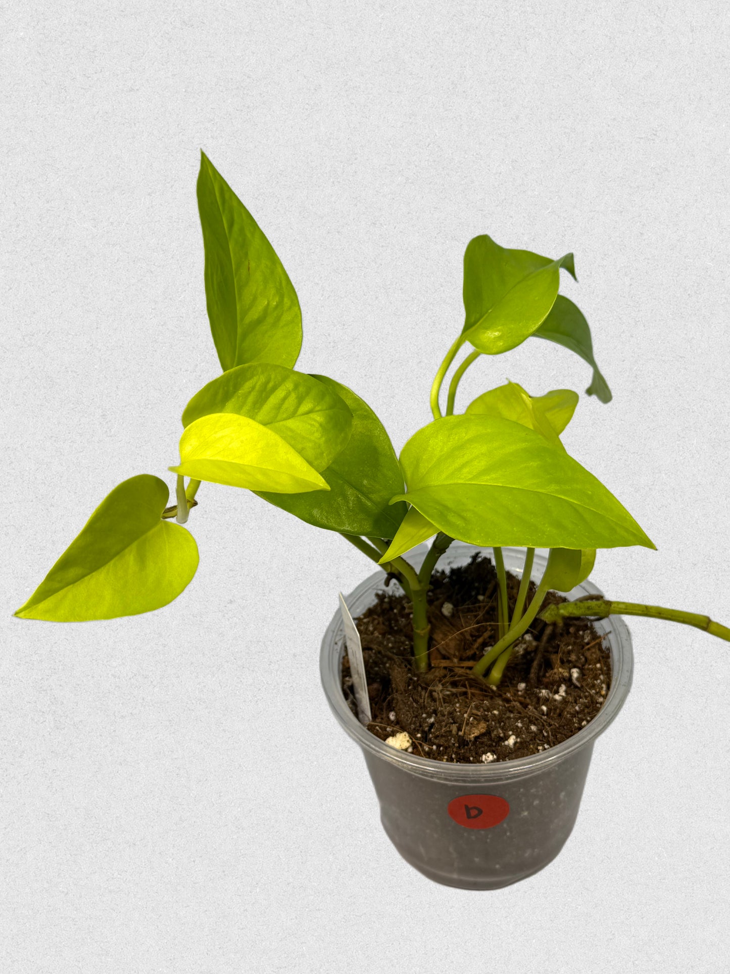 Neon Pothos - B