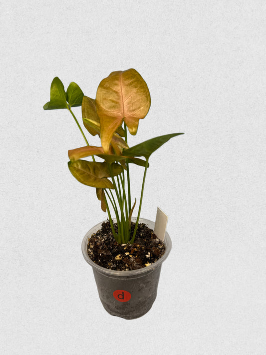 Pink Flecked Syngonium - D