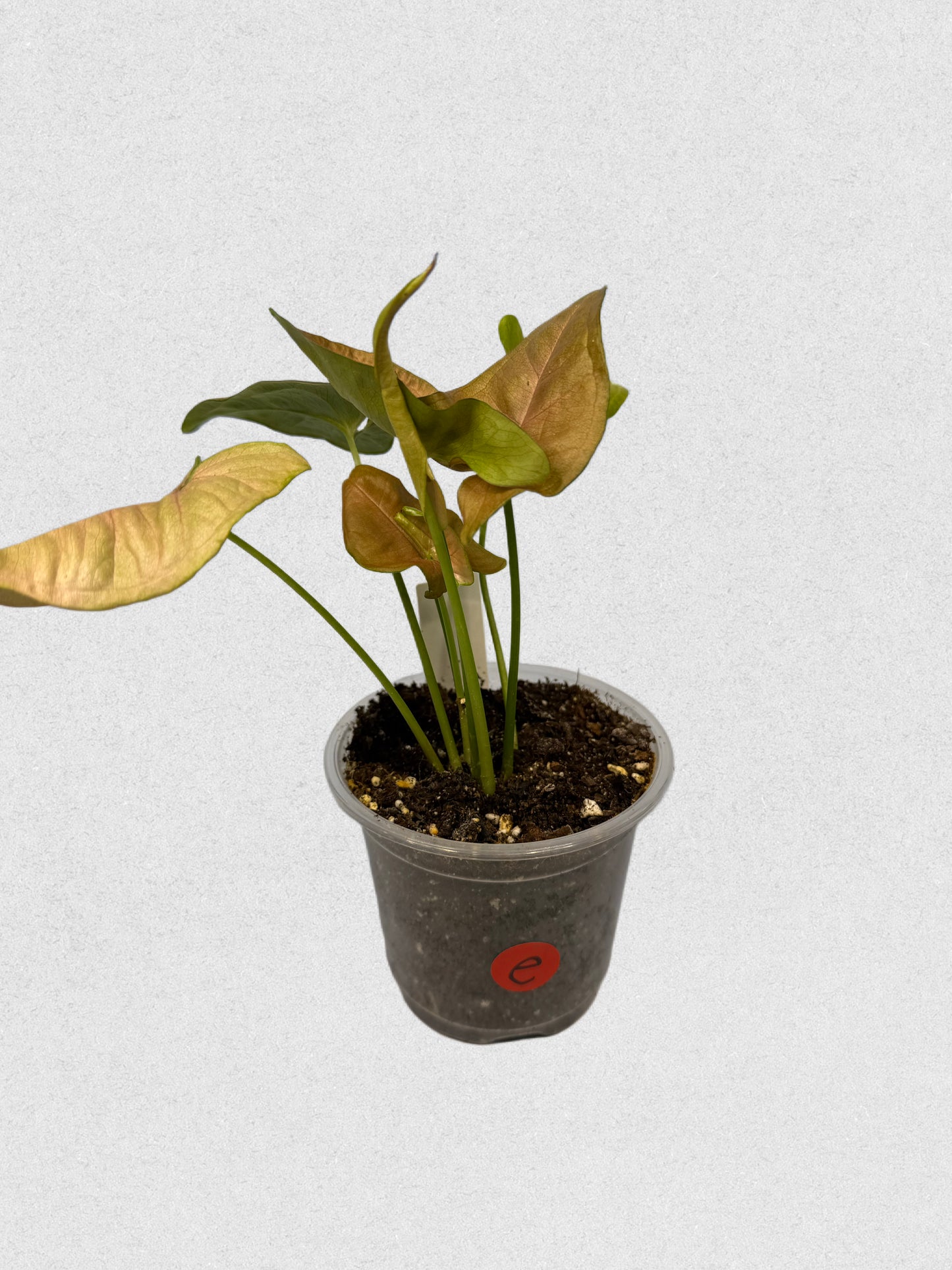 Pink Flecked Syngonium - E