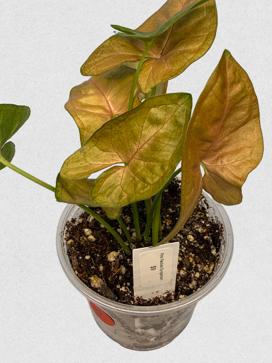 Pink Flecked Syngonium - F