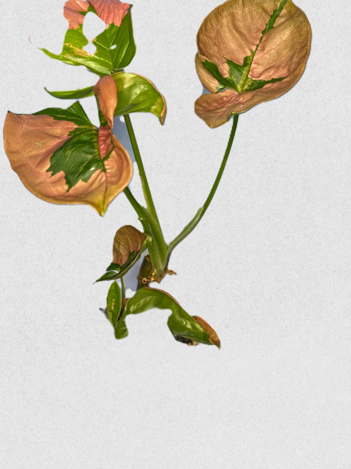 Pink Lava Syngonium - A