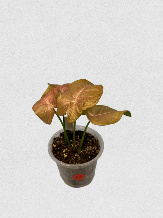 Neon Robusta Syngonium - F
