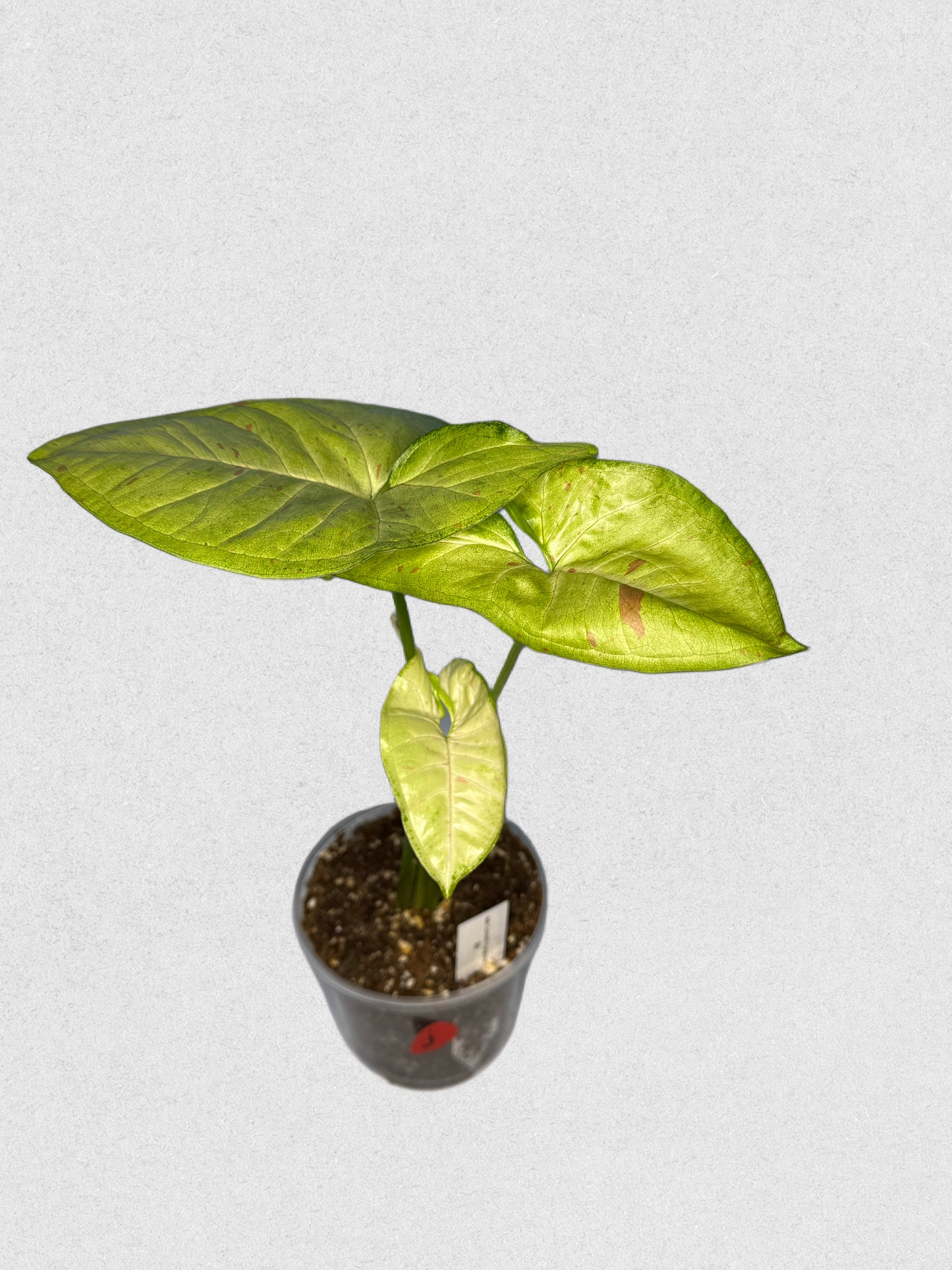 Milk Confetti Syngonium - J