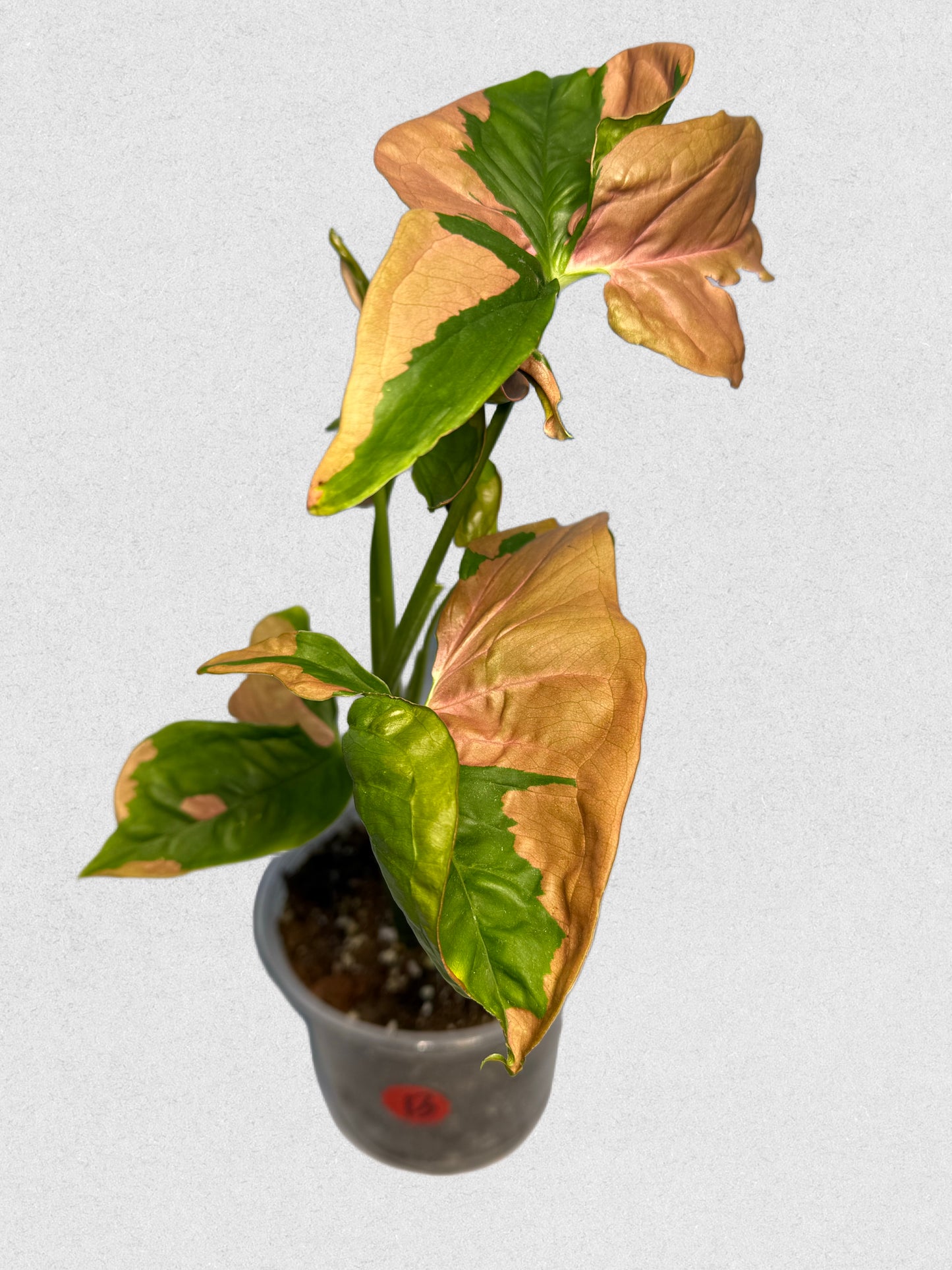 Pink Lava Syngonium - B