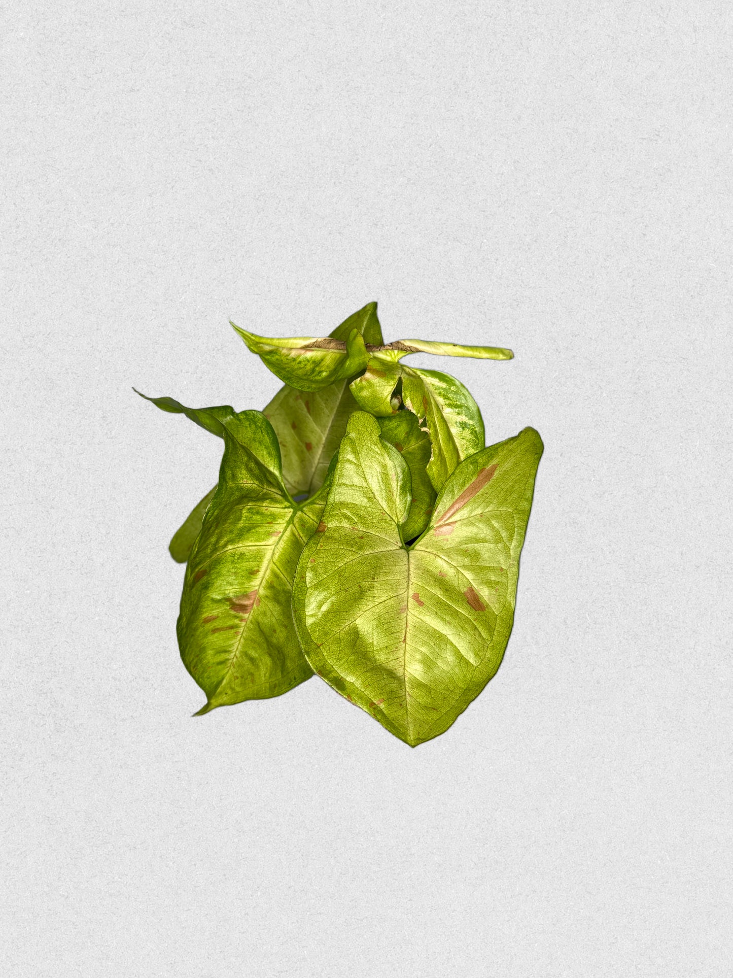 Milk Confetti Syngonium - I