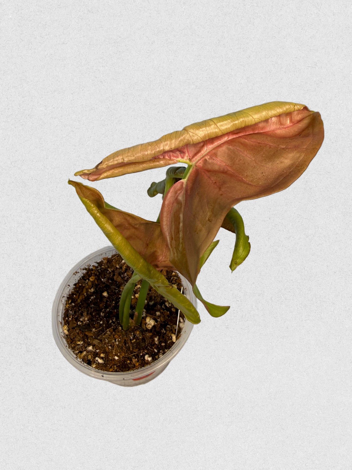 Neon Robusta Syngonium - D