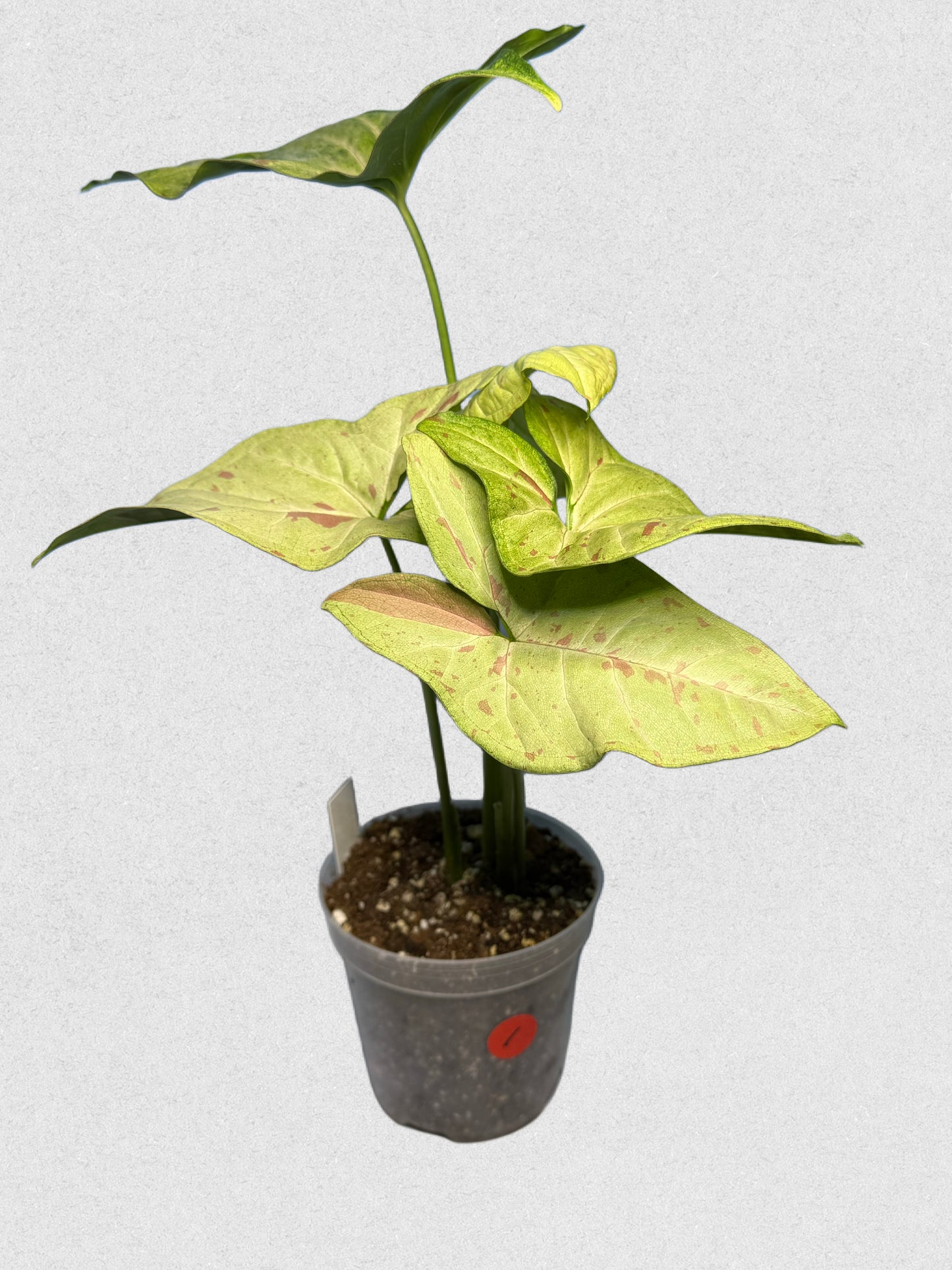 Milk Confetti Syngonium - ~