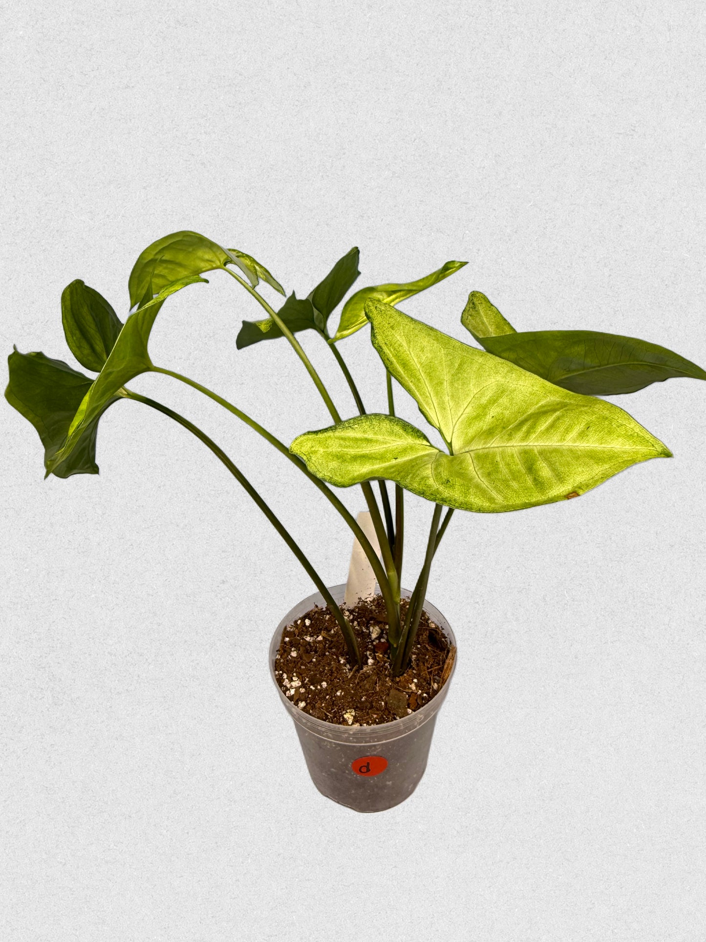 White Butterfly Syngonium - D