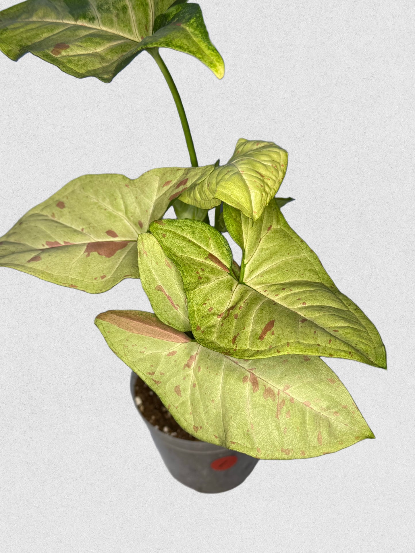 Milk Confetti Syngonium - ~