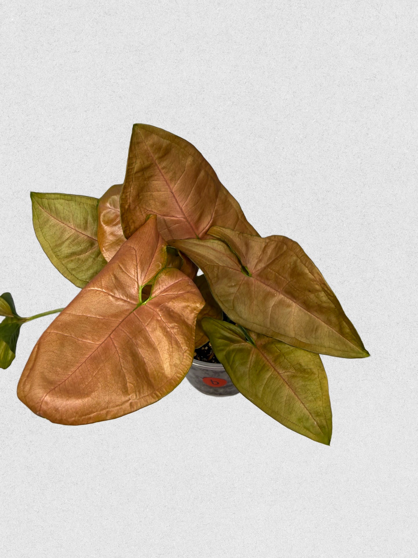 Neon Robusta Syngonium - B