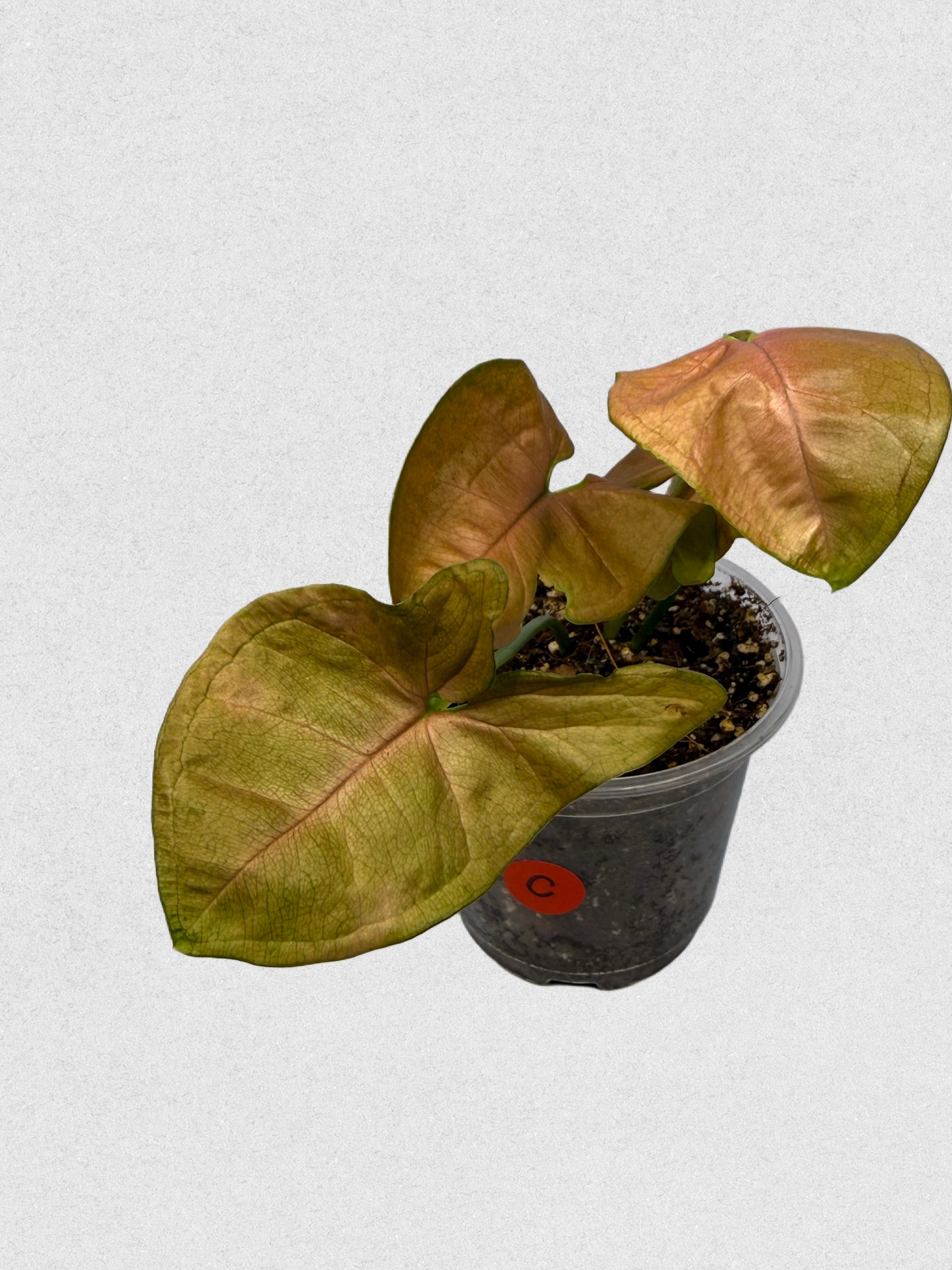 Pink Flecked Syngonium - C