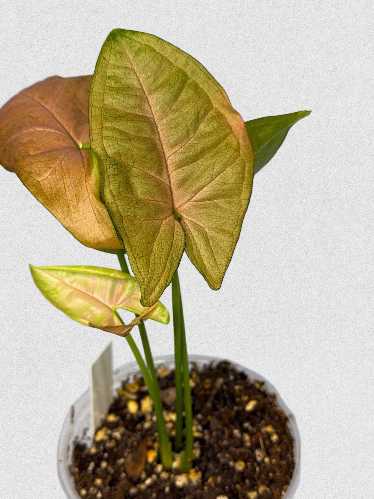 Pink Flecked Syngonium - A