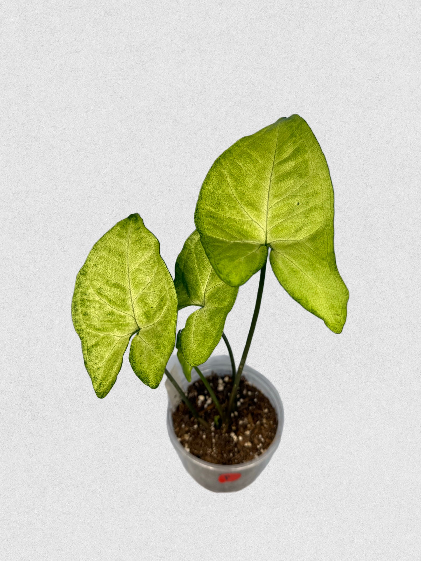 White Butterfly Syngonium - F