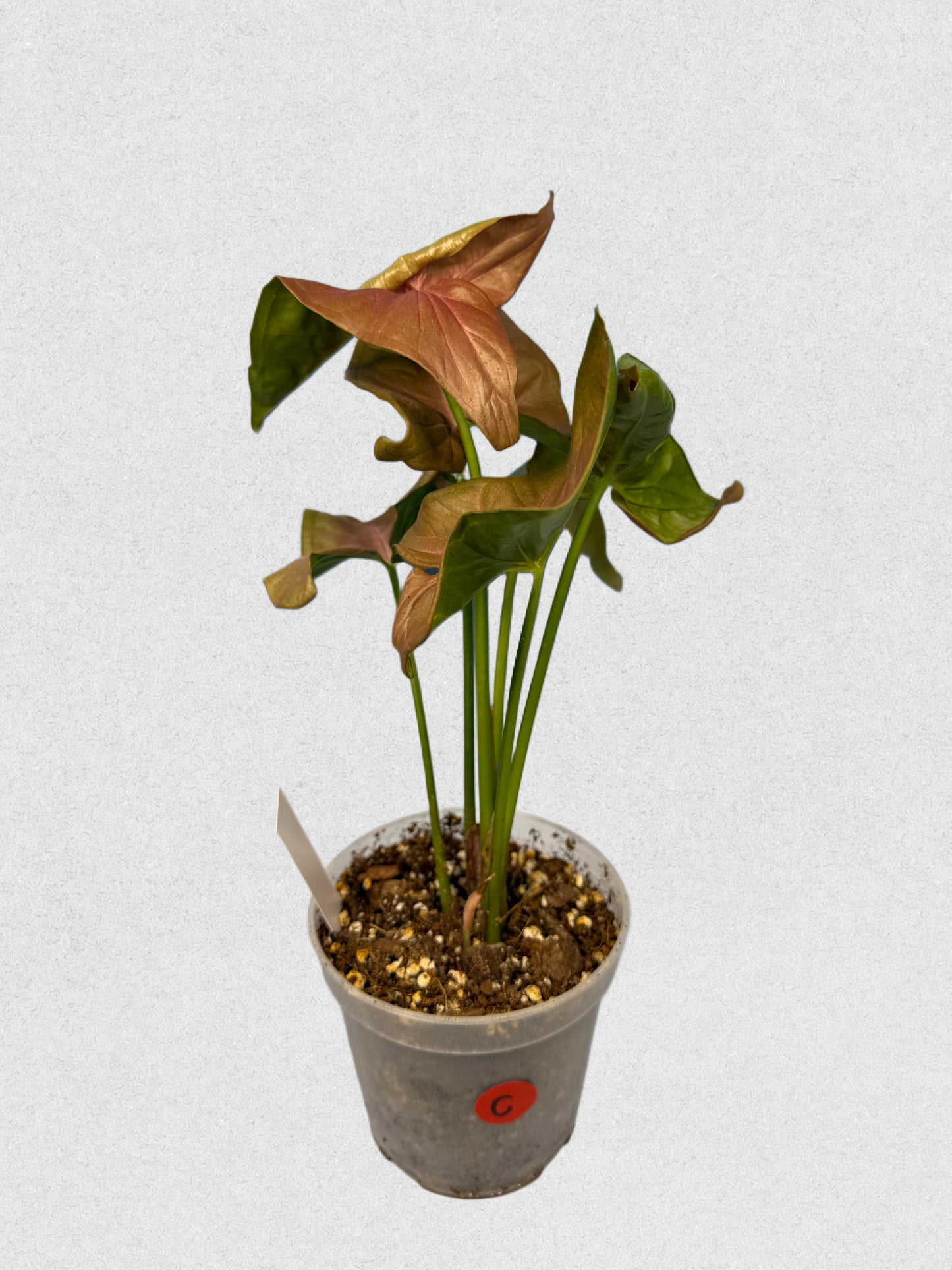 Neon Robusta Syngonium - C