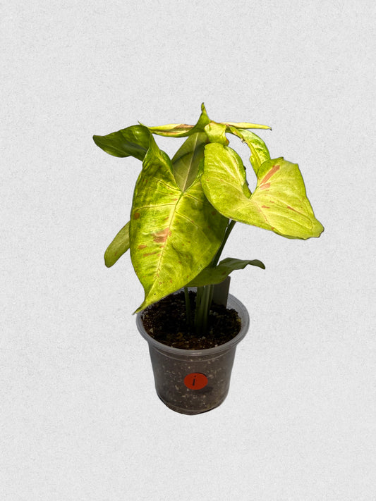 Milk Confetti Syngonium - I