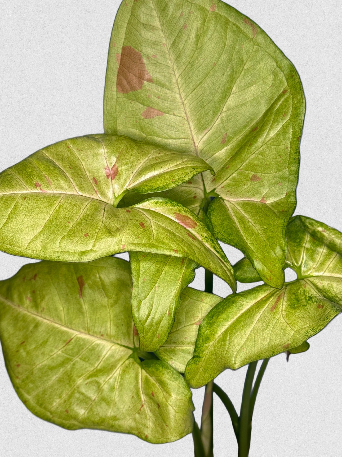 Milk Confetti Syngonium - H