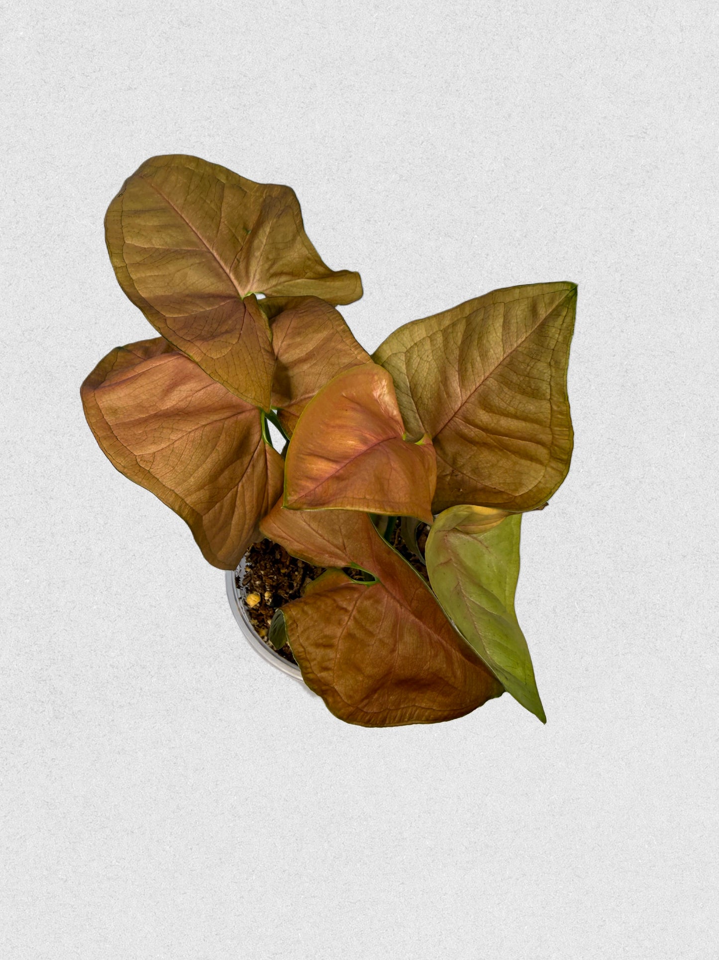 Neon Robusta Syngonium - E