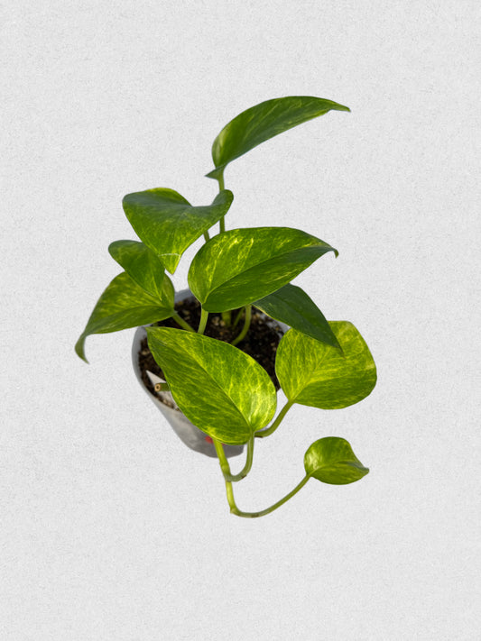 Neon Queen Pothos - G