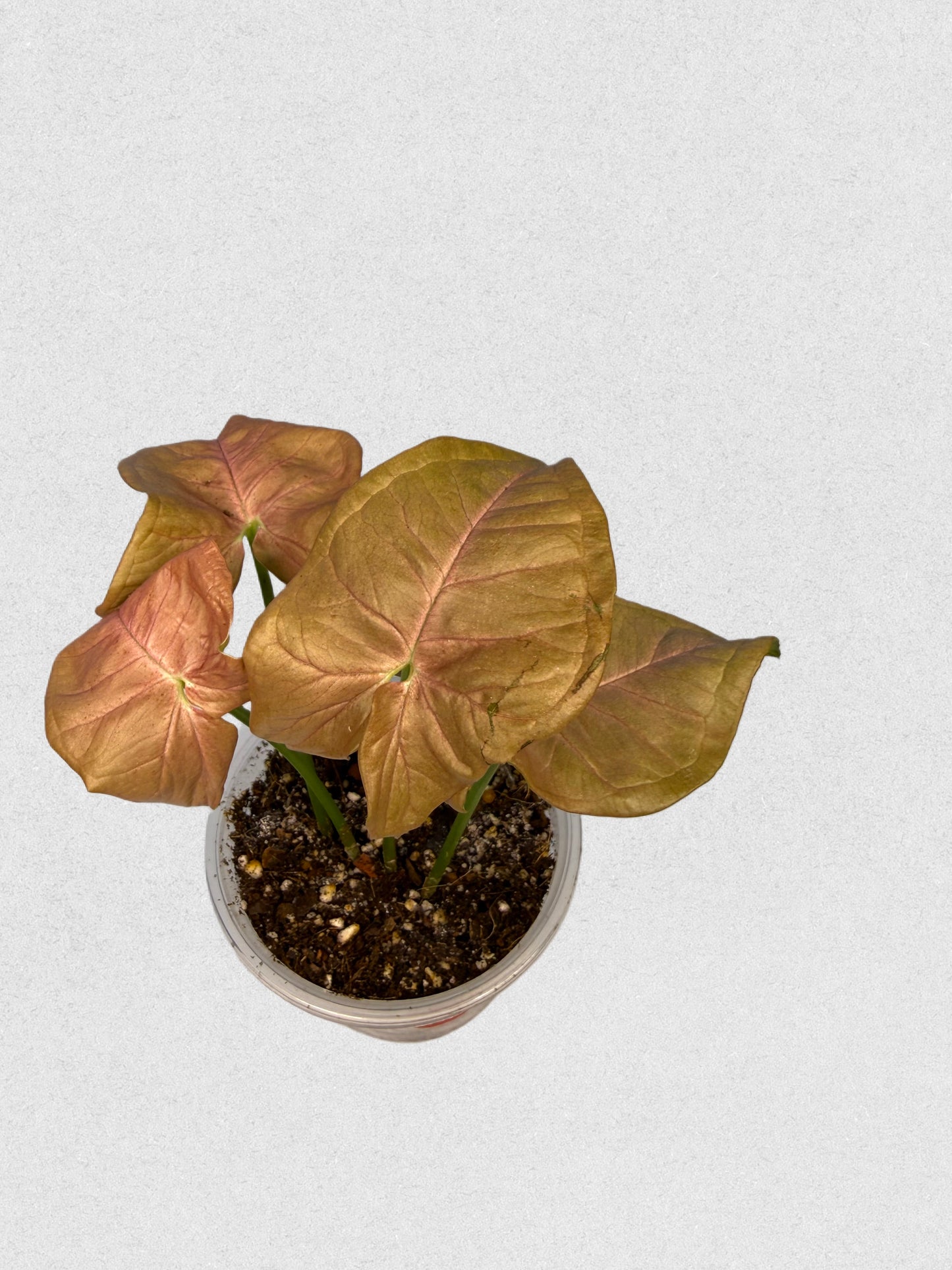 Neon Robusta Syngonium - F